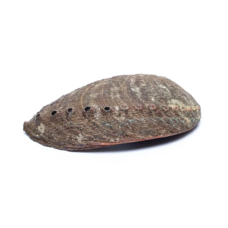 Abalone Smudge Shell | Green Abalone (M) | Amstercharmed