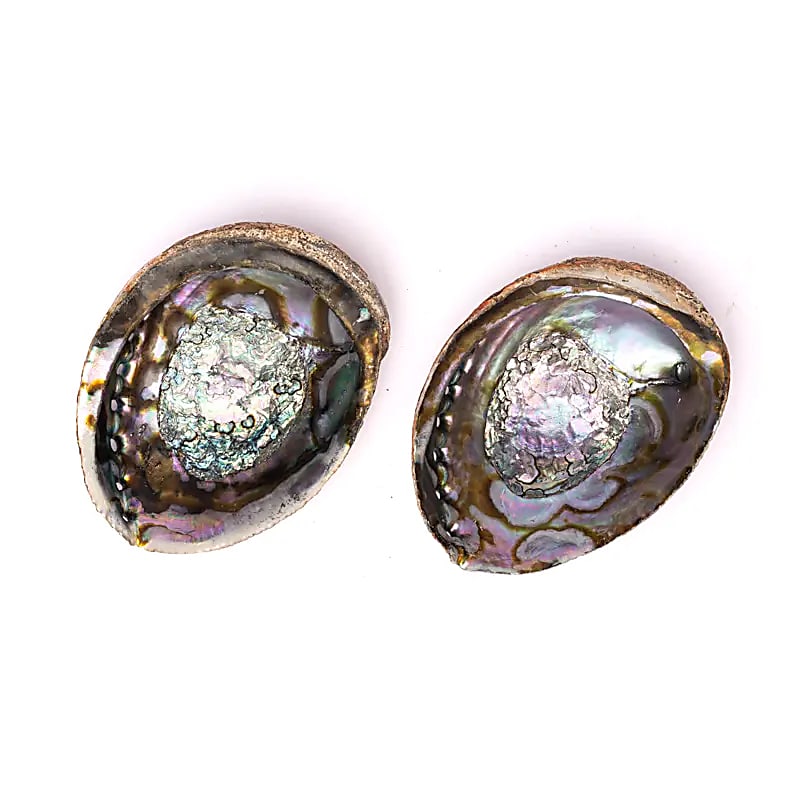 Abalone Smudge Shell | Green Abalone (L) | Amstercharmed