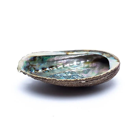 Abalone-Räucherschale | Grüne Abalone (M) | Amstercharmed