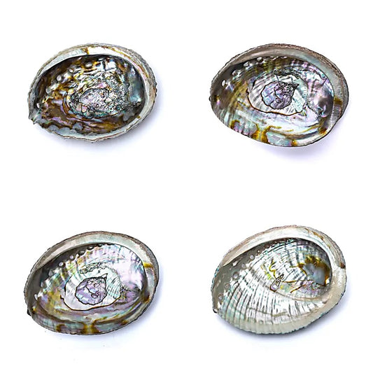 Abalone-Räucherschale | Grüne Abalone (M) | Amstercharmed