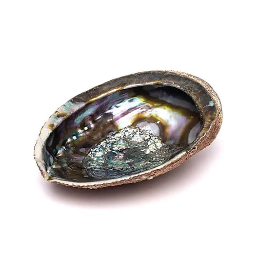 Abalone Smudge Muschel | Grüne Abalone (L) | Amstercharmed