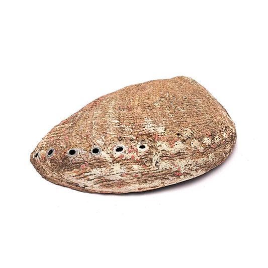 Abalone Smudge Muschel | Grüne Abalone (L) | Amstercharmed